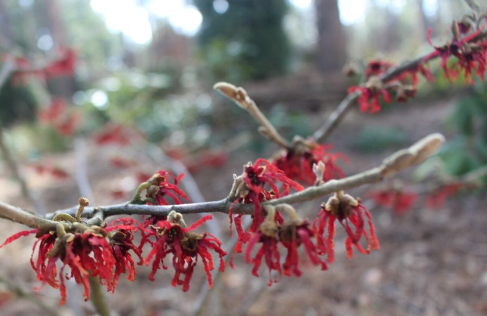 Гамамелис: ранний цветок, который преобразит ваш сад