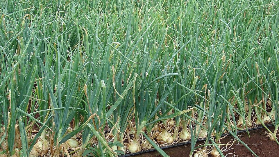 Соседи по грядкам: кого стоит избегать рядом с луком