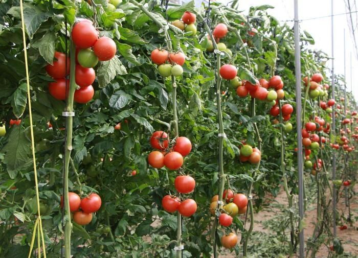 Секреты успешного сбора семян помидоров