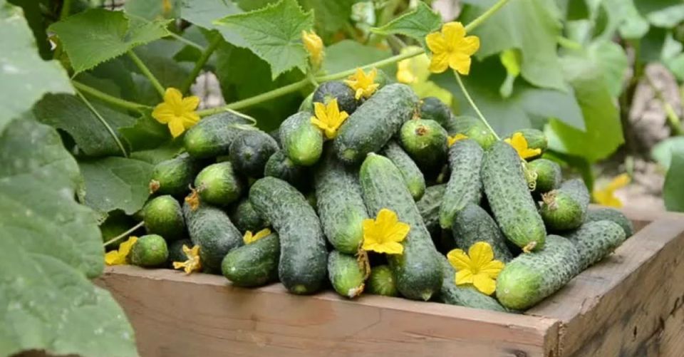 Что делать, если огурцы начали увядать и как сохранить урожай?