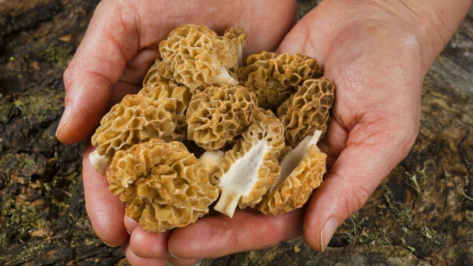 Названы лучшие весенние грибы для сбора и готовки