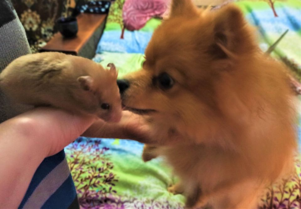 Необычный способ мульчирования: как опилки из клеток домашних животных обогатили цветы