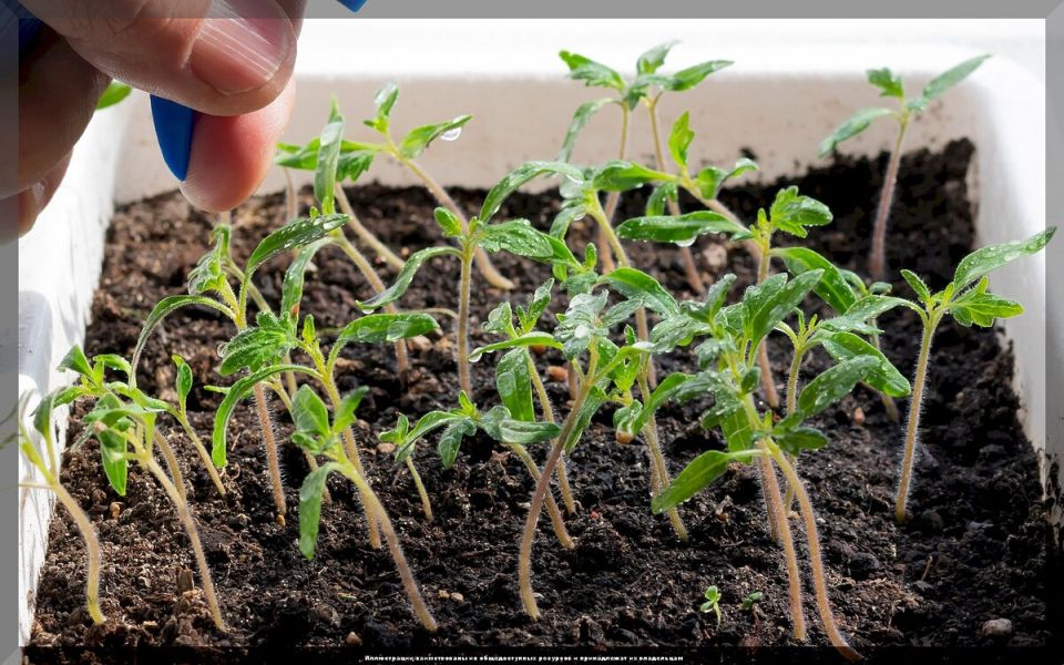 Как не допустить ошибок при выращивании рассады: советы для успешного старта