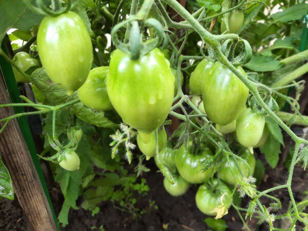 Проблемы с фитофторой: как уберечь свои грядки