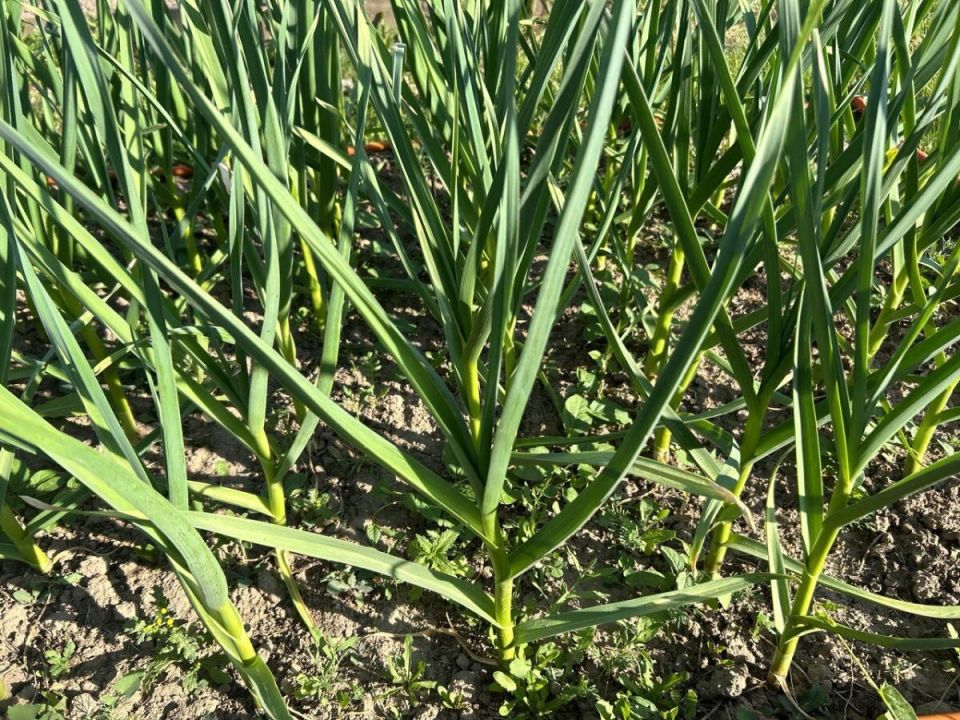 Тайны большого урожая чеснока: советы опытных дачников