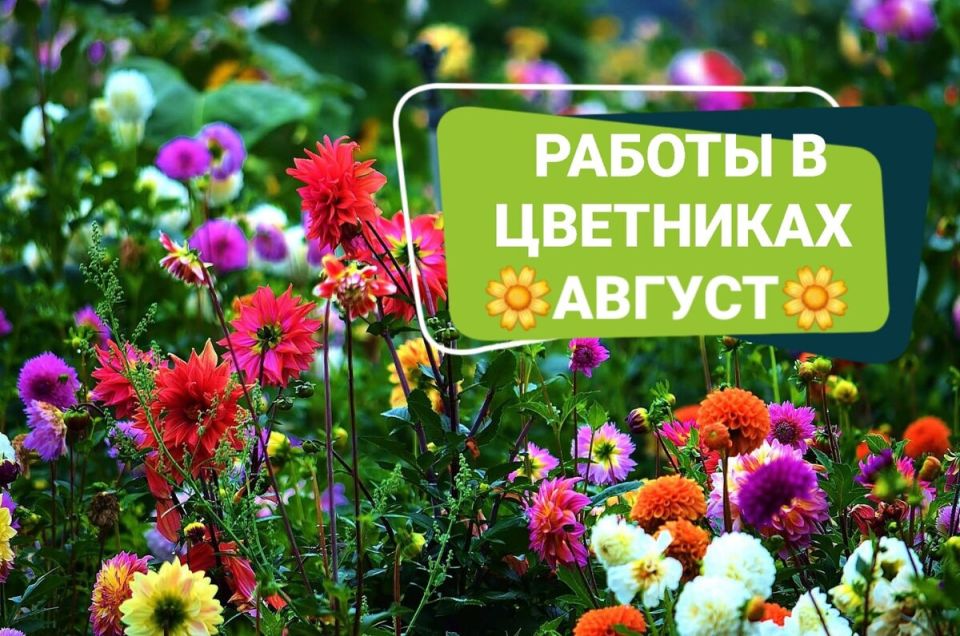 Как ухаживать за цветами в августе: советы по уходу и посадке