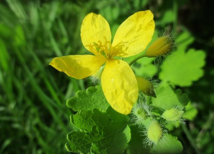 Чистотел в саду: что означает его изобилие?