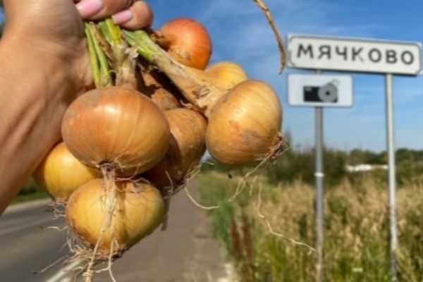 Лук Мячковский 300: секреты популярного сорта и его уникальные характеристики