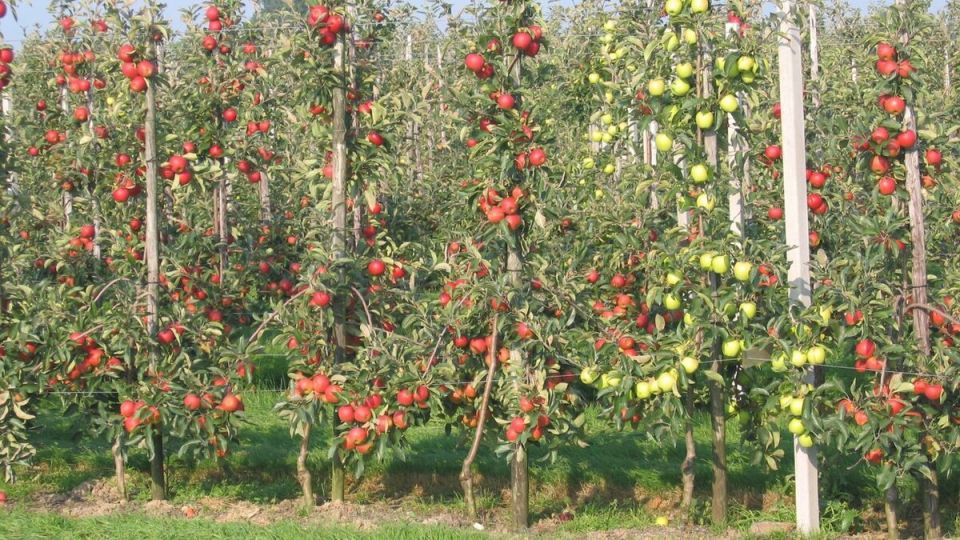 Причины опадения завязи у плодовых деревьев