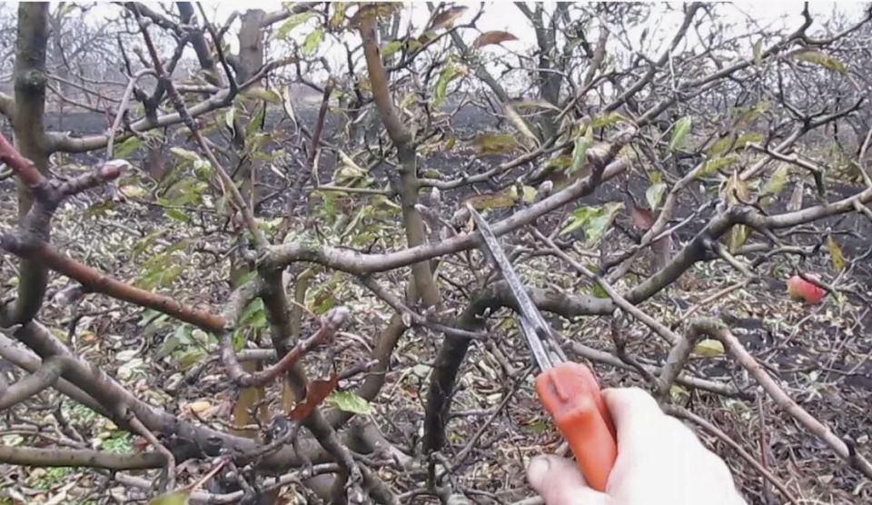 Преображение старых яблонь: когда начать и как действовать?