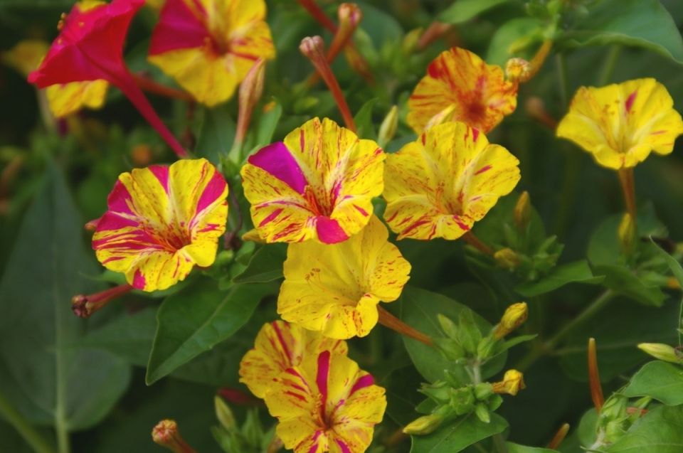 Ночная симфония: удивительные растения, которые раскрывают свои тайны при свете луны