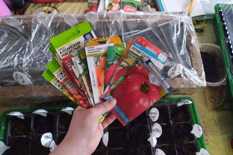 Ошибки, которых стоит избегать при посеве овощей на рассаду в начале сезона