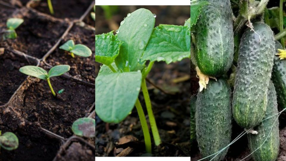 Как вырастить огурцы на неделю раньше: секреты успешного огородника