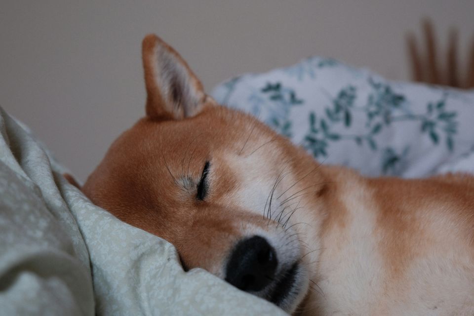 Почему утренний кофе может быть причиной бессонницы