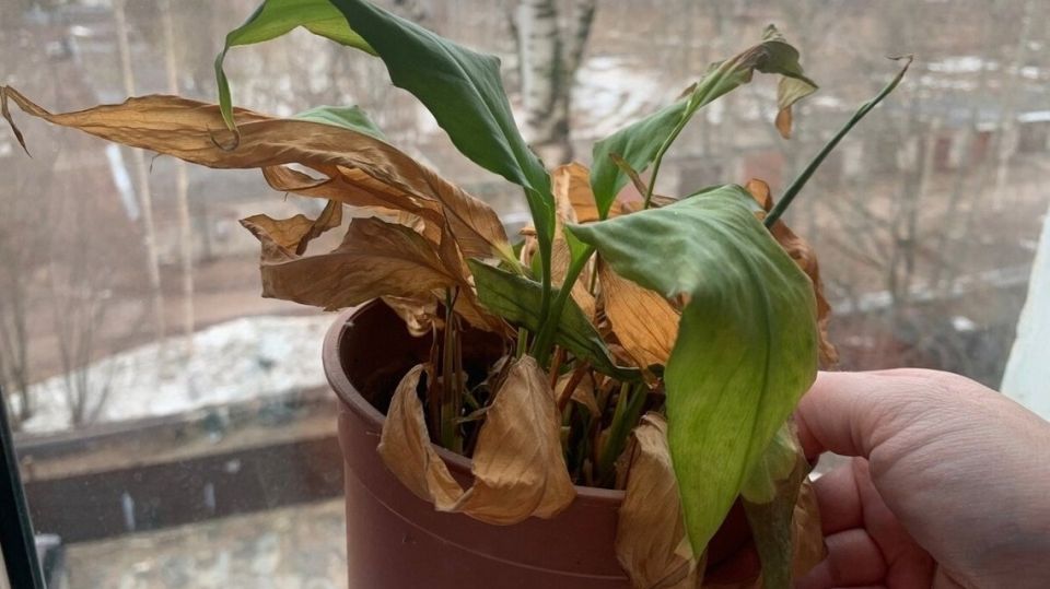 �����������: ��� ������ ����� ������ ��������� �����