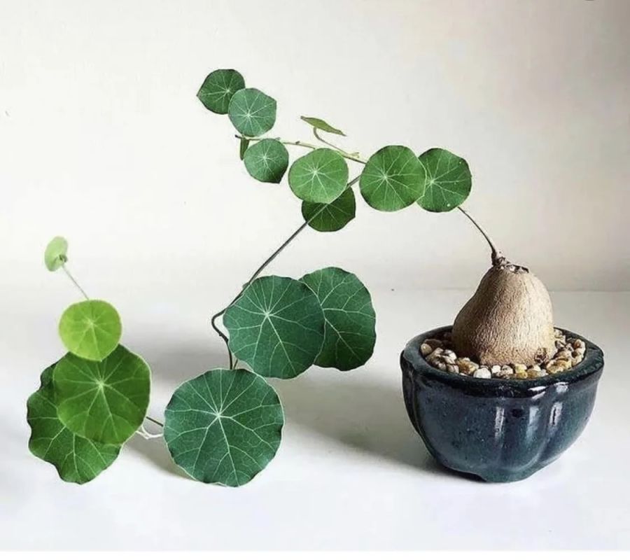 ��������� ��������: �������, � ������� ���������� ������������ ��������