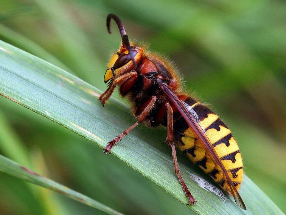 Как эффективно избавиться от шершней в вашем саду: простые и безопасные решения
