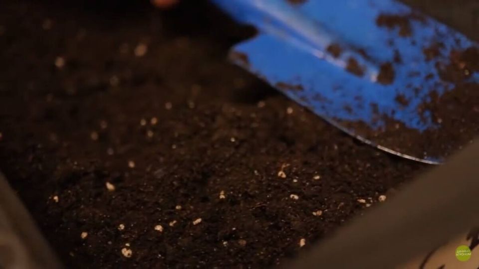 ��������� ����� ����� ��� �������: ��� �������� ���������������� ������