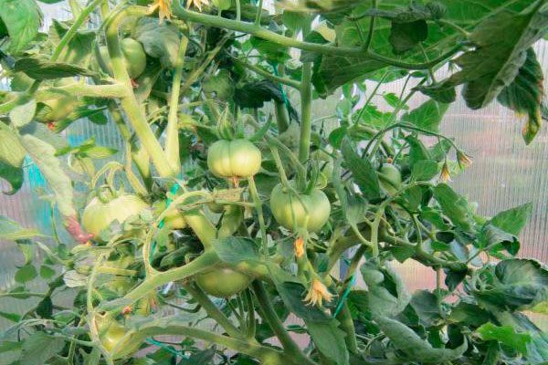 ����� ��������� ����: ��� ��������� ���������� � ��������� �� ������ � �������� �������