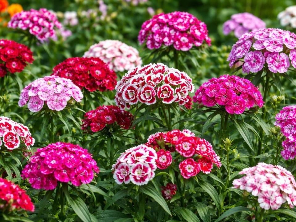 �������� ��������: ����������� ��� ������ ��������