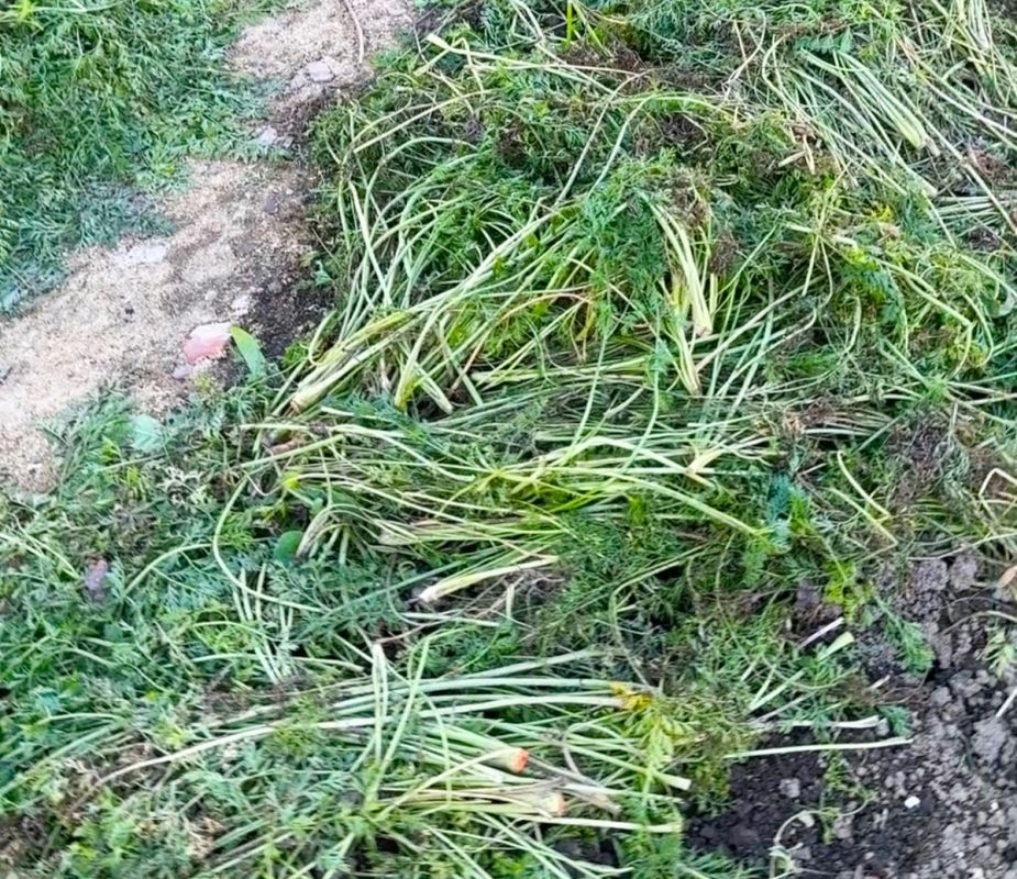 ����� �� �������� ��������: ����� ����� �������� ��������� ����� �� ������