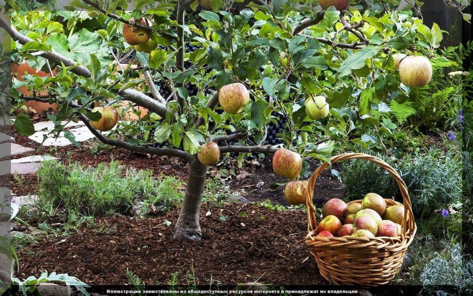 ��� �������� �������� ������� �� ����: ������� ���� ��� ����