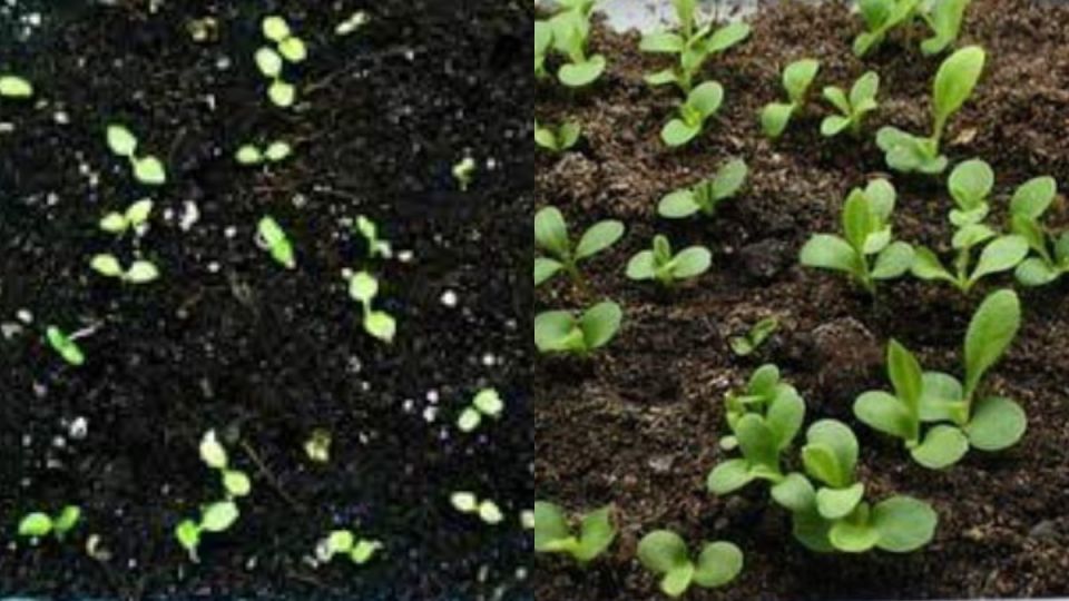 ������ �� ��������� ����������� ���������� ����: ������� ��������� �� 95%