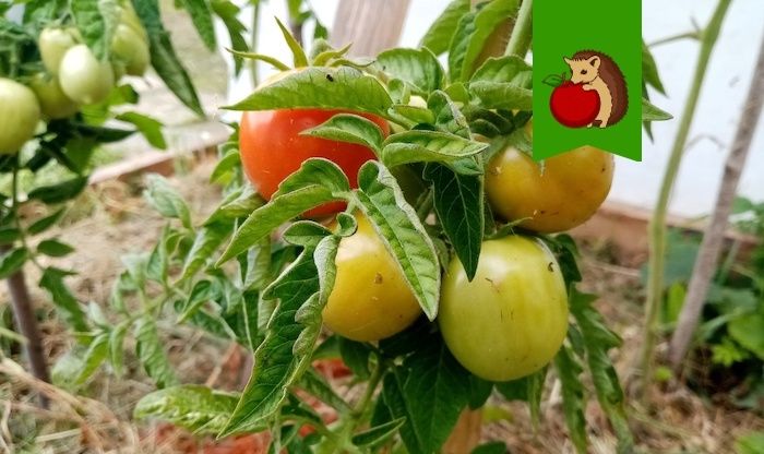 ����� ���� � ��������: ��� ������ �������� ������