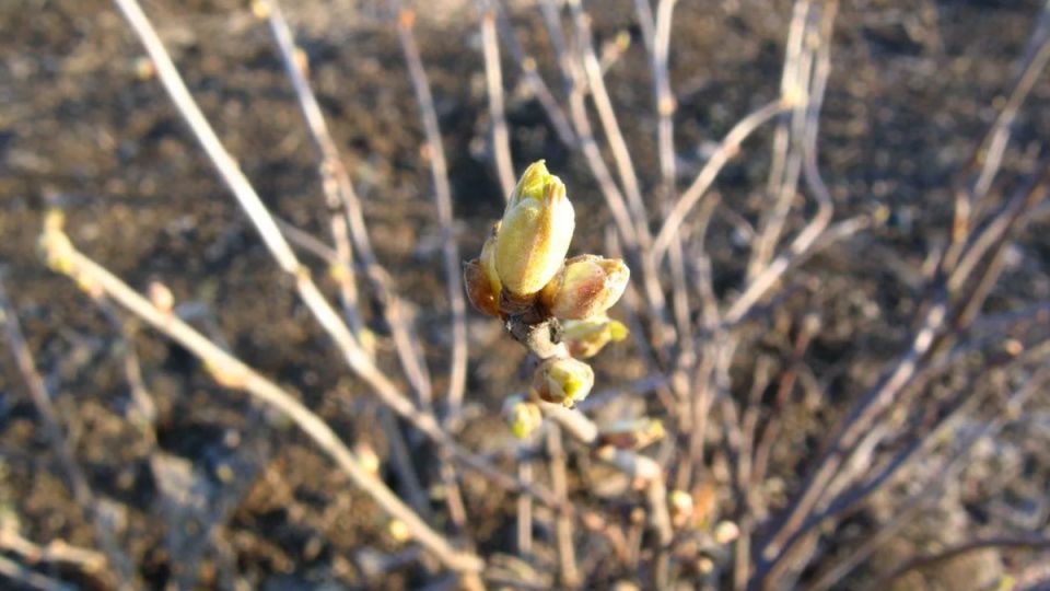 ������ �������� ���� ���������: �������� �������� ���������