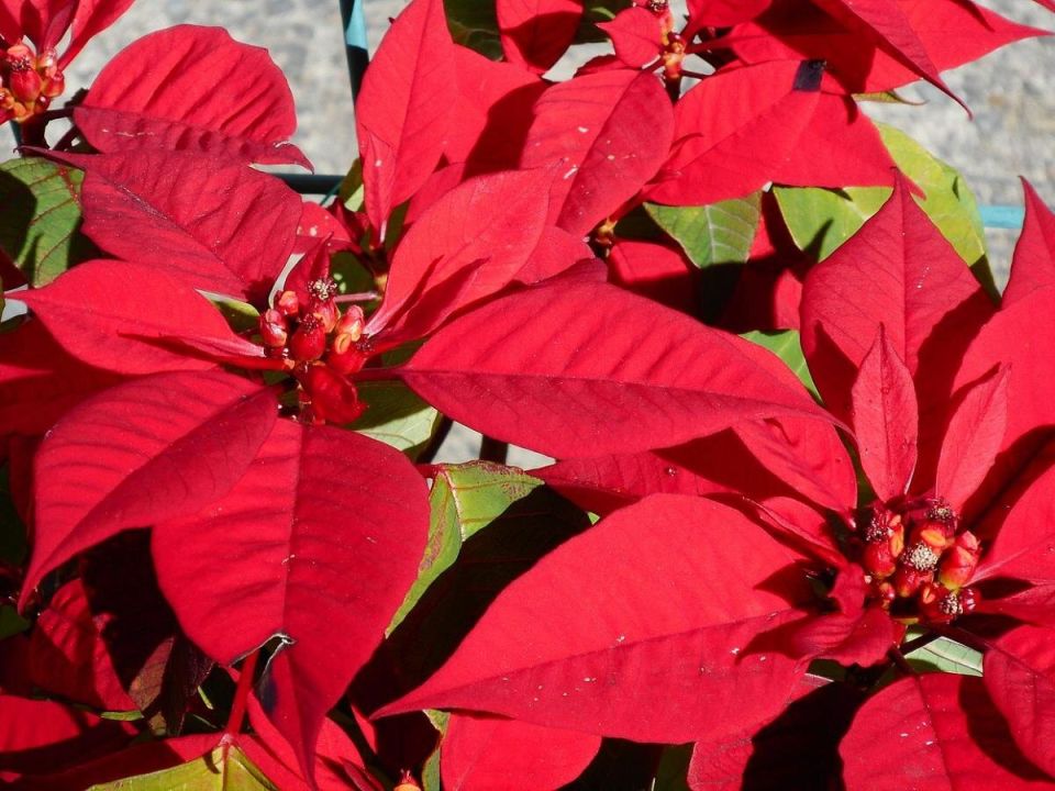 ��� �������� ����� ��������� ��������� ����� ����������: ������ ������