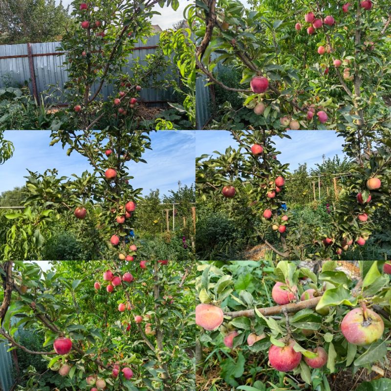 ��� ������ � ���� ����� ��������: ����� �� ����������