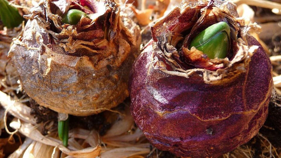 Как правильно посадить гладиолусы: советы для будущих цветоводов