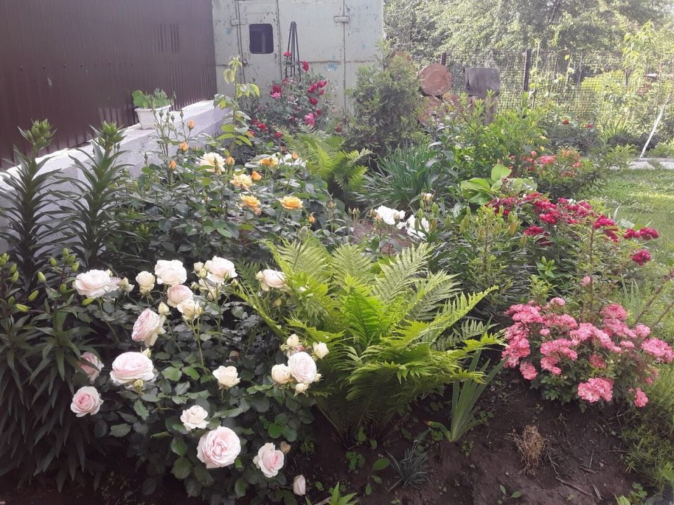 От зимних метелей к новым растениям: как меняется мир садовода