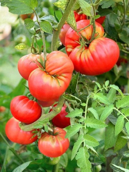Томат Могучан Степанова: мощный куст с обильным урожаем для открытого грунта