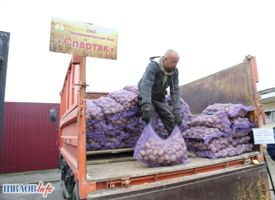 Белорусы вечно возвращаются к картофелю как к привычному запасу на зиму