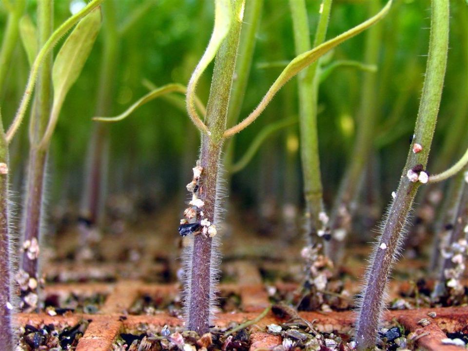 ��� ��������� ������� �� ������ ����� � ��������� ������� ������