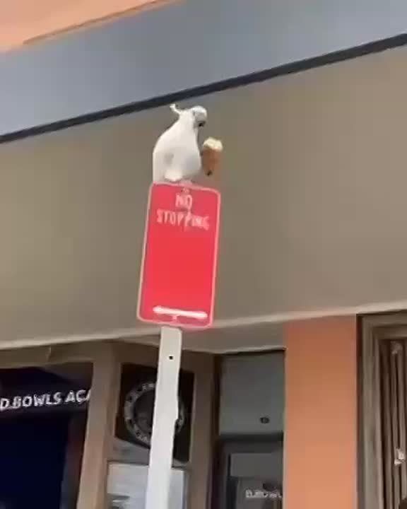  .        : 
