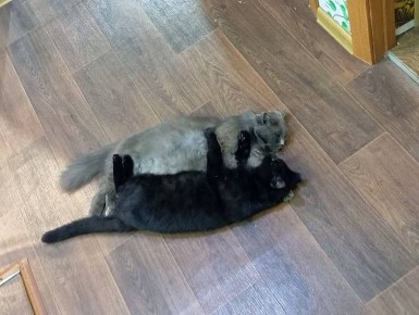   :   