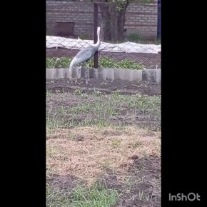   :        