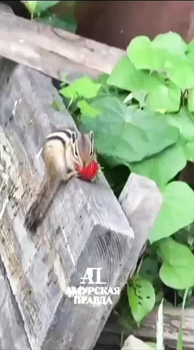   :   