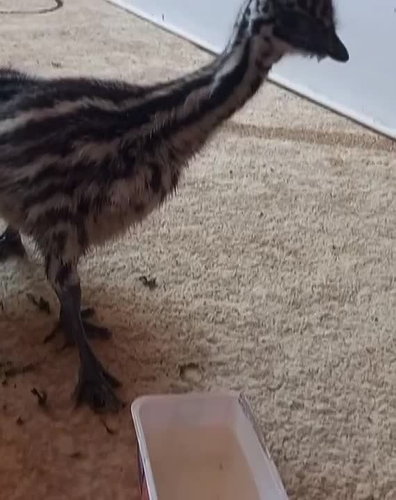    -