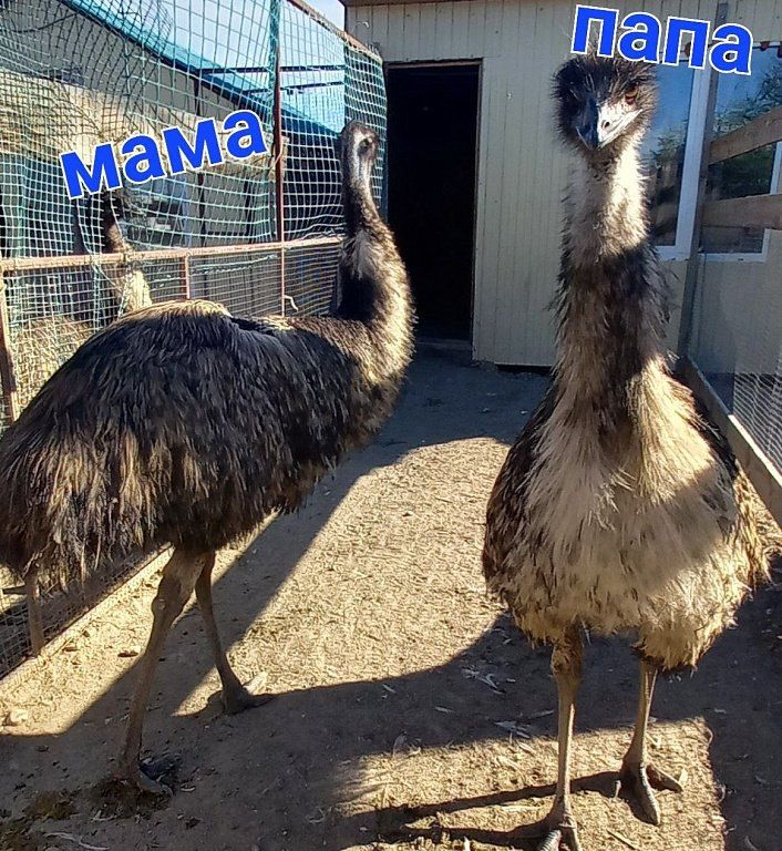-:      