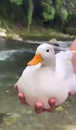  !.   : 