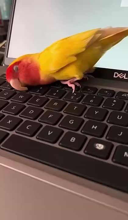  .     : 