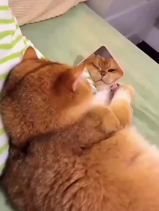  .       : 