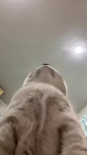  . : 