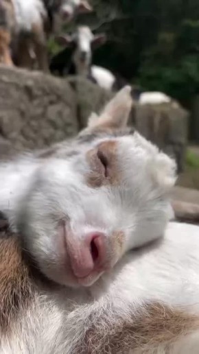  !.     