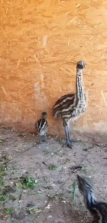  :     ,   