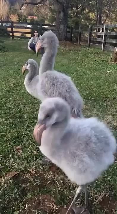  !.     P.S.: ,   