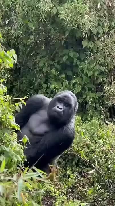  !.   ?